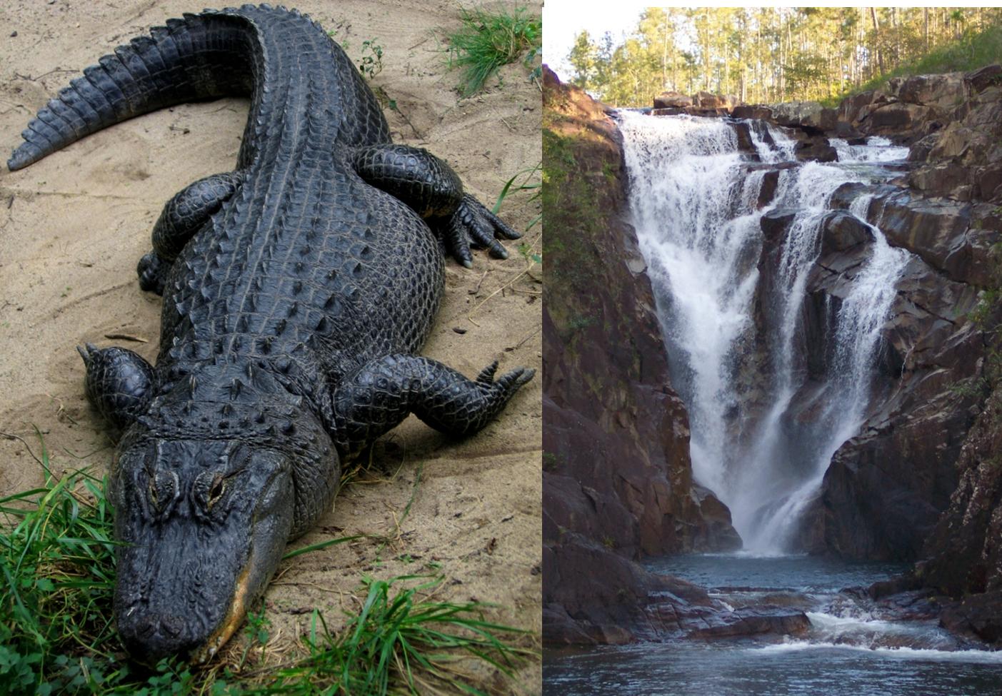 American_Alligator  --  Big Rock Falls